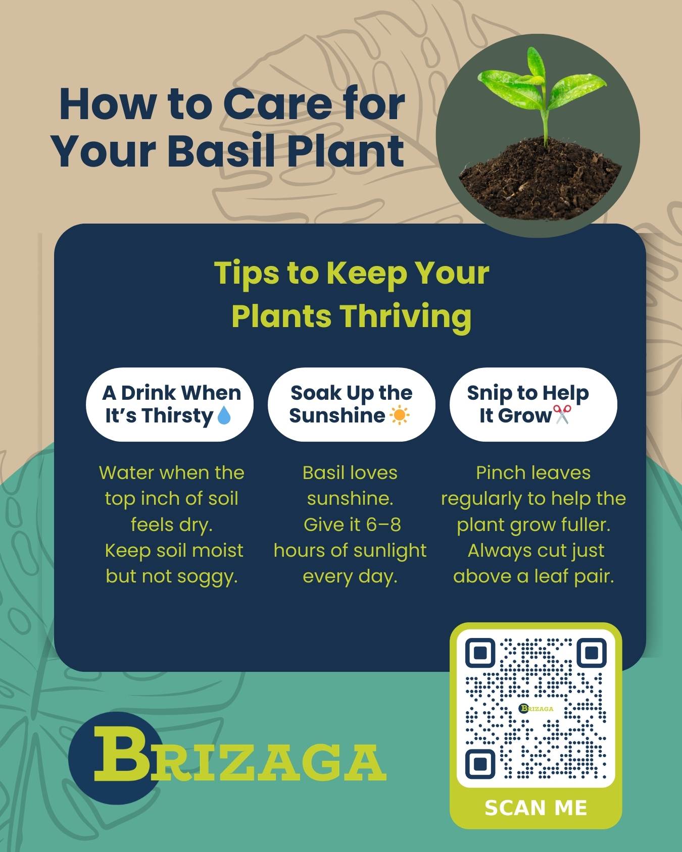 Water Matters Day 2026 - Caring for your Basil Plant